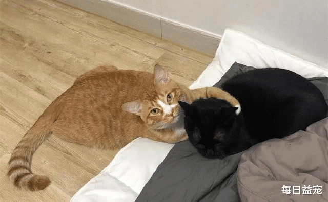 每日益宠 网友抱回瘦小橘猫，黑猫细心照顾，半年后逆袭成胖橘！