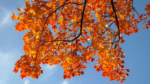 发型 秋季是补血的黄金时段，常吃4种食物，美容养颜、益气补血功效好