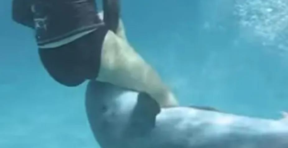 海豚 自杀殉情？公海豚爱上23岁人类姑娘，被迫分开后，将自己淹死