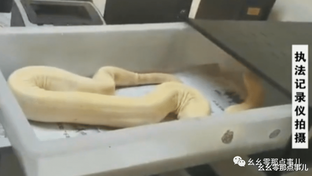 幺幺零那点事儿 爱好养蛇本无错，偏要触碰法律红线！网购红尾蚺，北京男子被刑拘