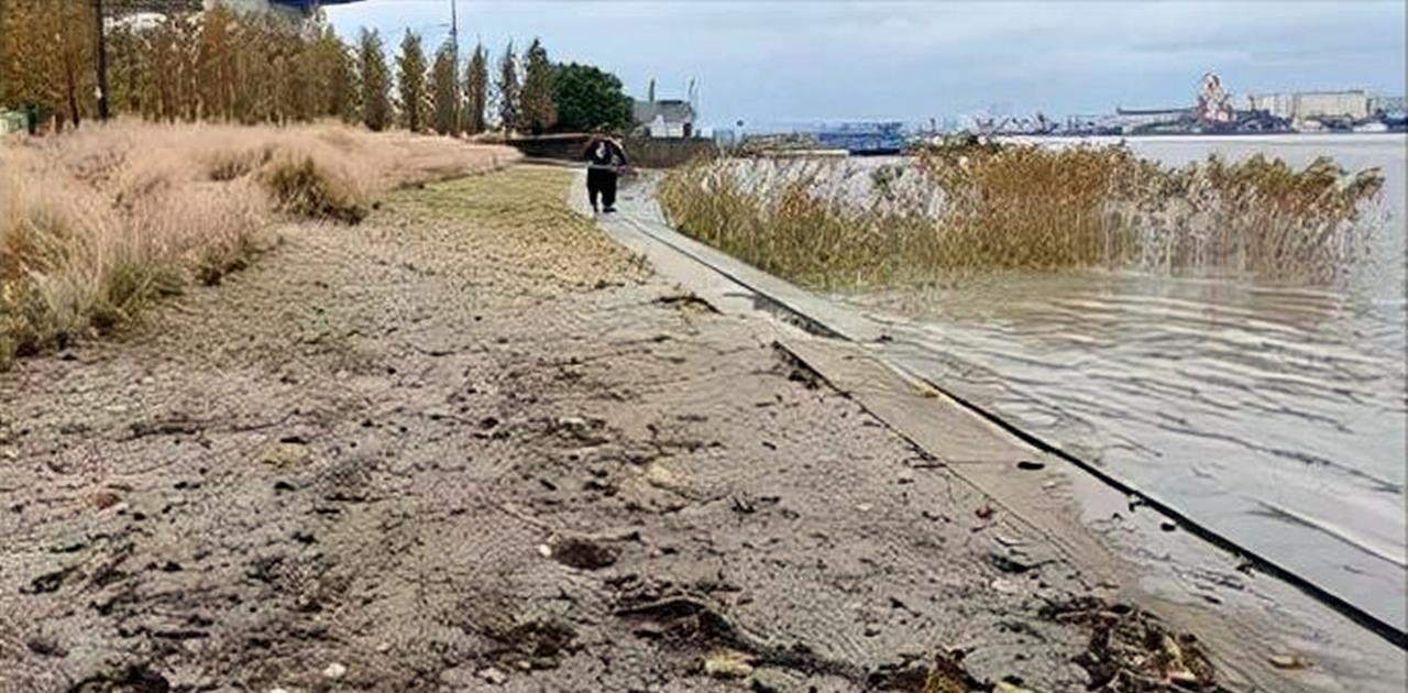 |黄浦江里出现稀罕事，钓鱼人拿着抄网蜂拥而至，原因让人哭笑不得