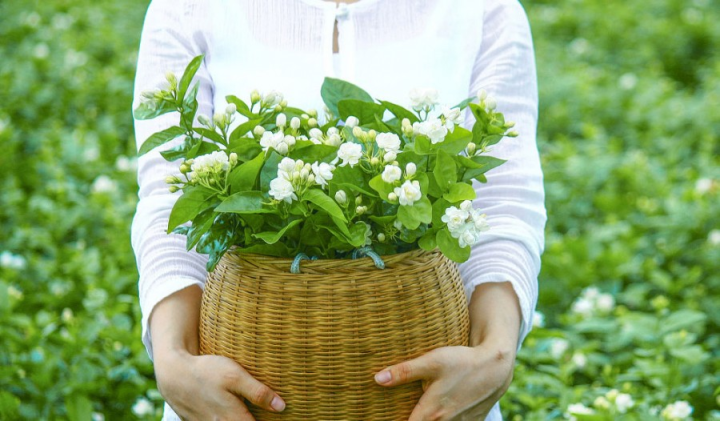 自由之香|有什么主调是茉莉花的香水？