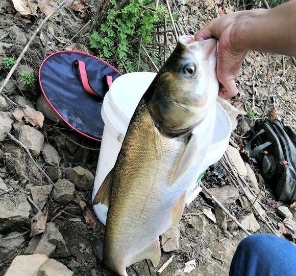 鲢鳙|垂钓大鲢鳙，钓组这样搭配可爆竿；钓草鱼重视这点细节，渔获翻倍