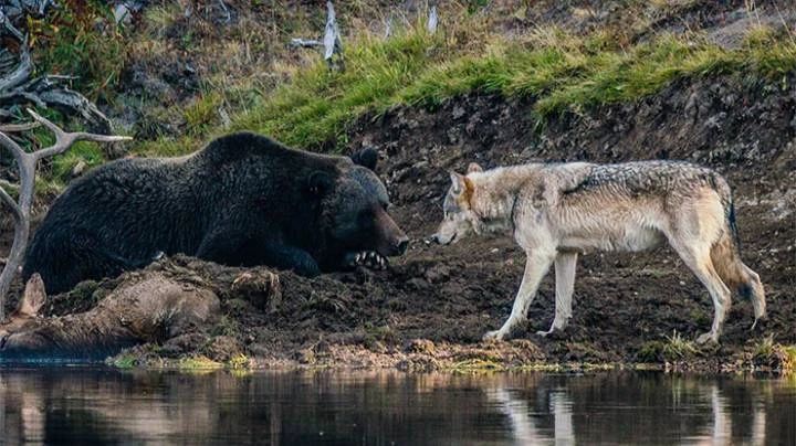 棕熊 大棕熊被黑猫赶走，熊为什么那么“熊”？熊真能屠虎灭狼吗？