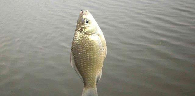 云南|云南的几个钓鱼人火了，野钓罕见收获一只山羊，具体来源成谜