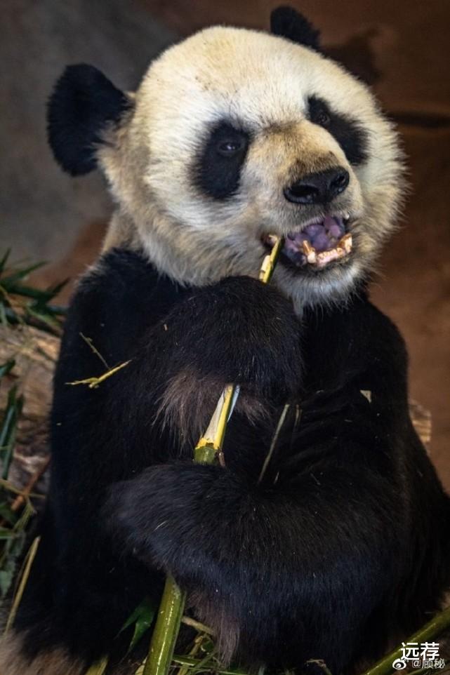 西瓜的口味 网曝旅美大熊猫在当地被虐待！已经饿成皮包骨，惨不忍睹