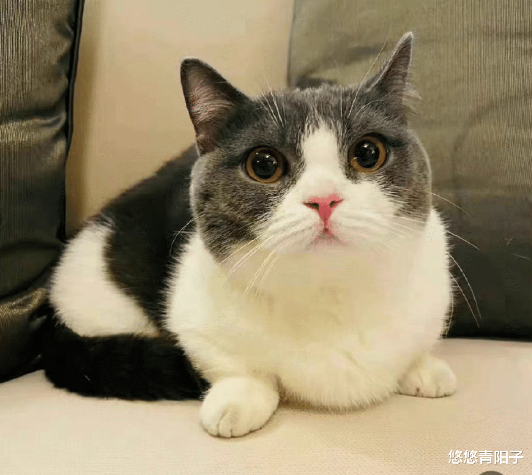 肖战|肖战的“坚果”大出圈，登上《央视网》，成为“猫中顶流”！