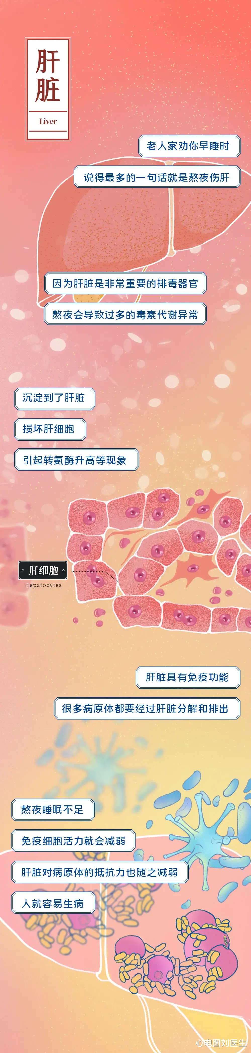 心电图刘医生|长期熬夜相当于慢性自杀，不信？向你展示身体被“掏空”的过程！