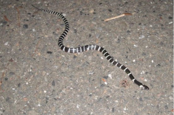 银环蛇 五步蛇有多可怕？都说宁愿被银环蛇咬，银环蛇咬人不痛苦吗？