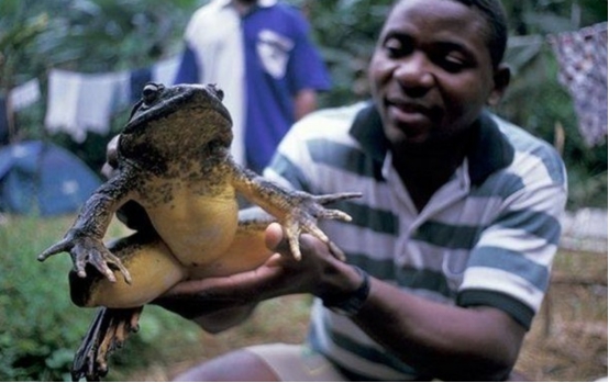 非洲巨蛙 地球上最大的青蛙，体重堪比人类婴儿，还会给后代们筑巢