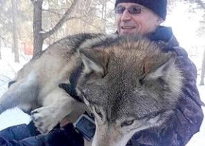 人能徒手打过狼吗？如果在野外遇到狼，人类的胜算是多少？
