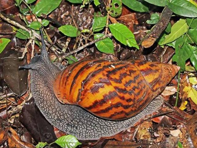  吃蜗牛佩服非洲人，当地蜗牛差点灭绝，多亏专家来帮忙