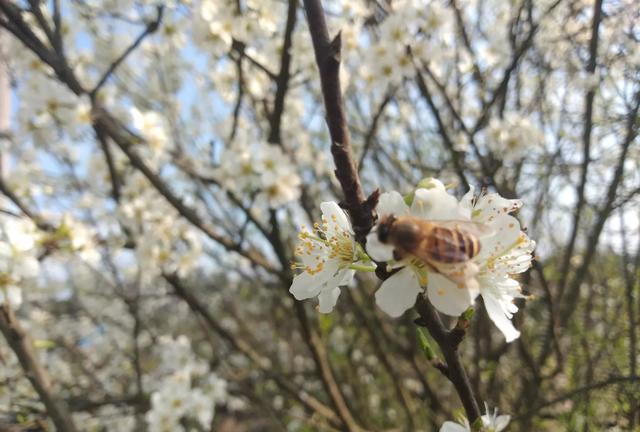 一生远远不够|中午开箱中蜂逃跑怎么办？