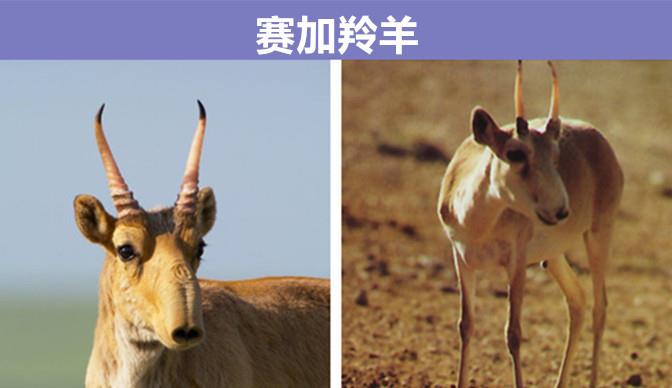 海豹 即使在教科书上都很难见到的，9个拥有奇怪外表的罕见动物