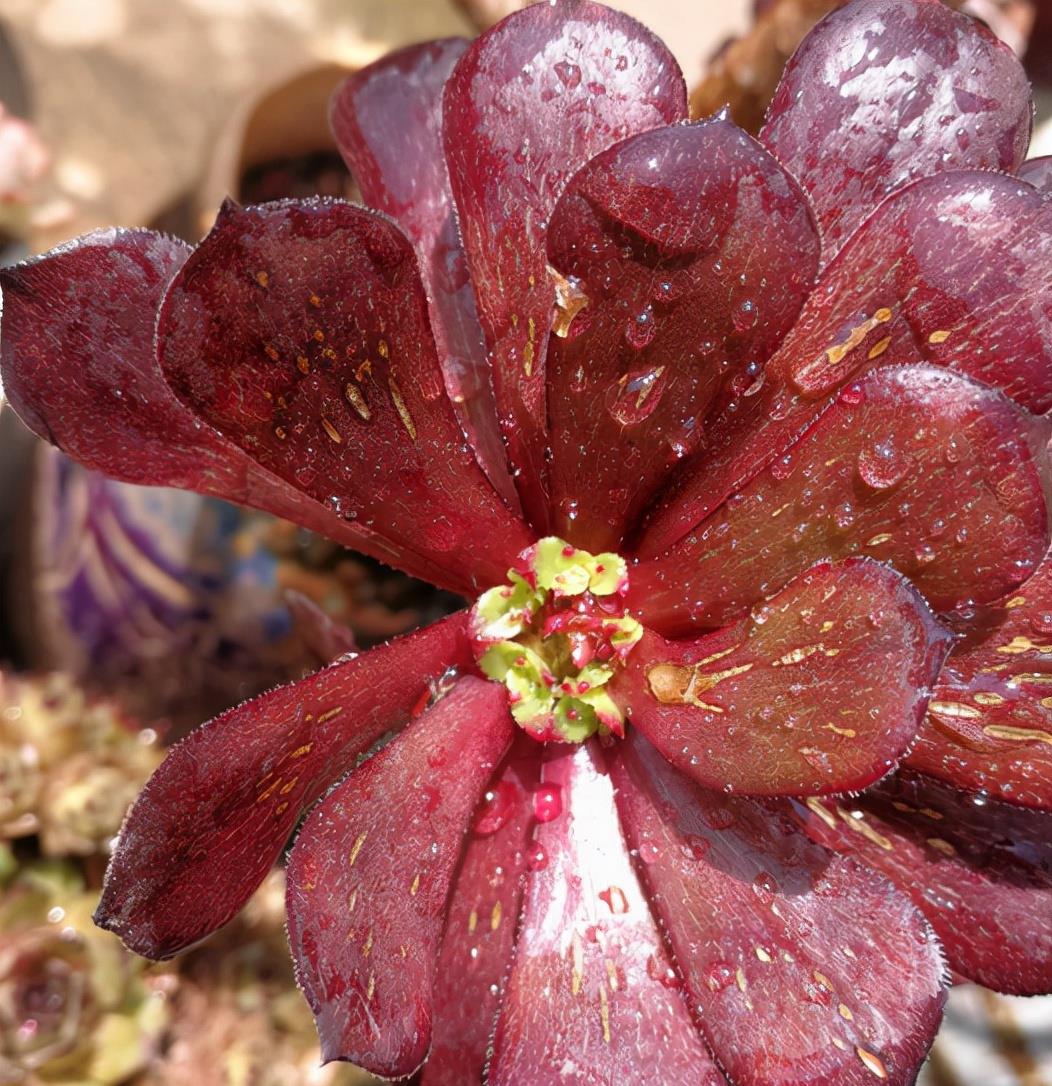 植萌|想要把法师培育成“捧花”状态，两种方式实现，但3点要点做好
