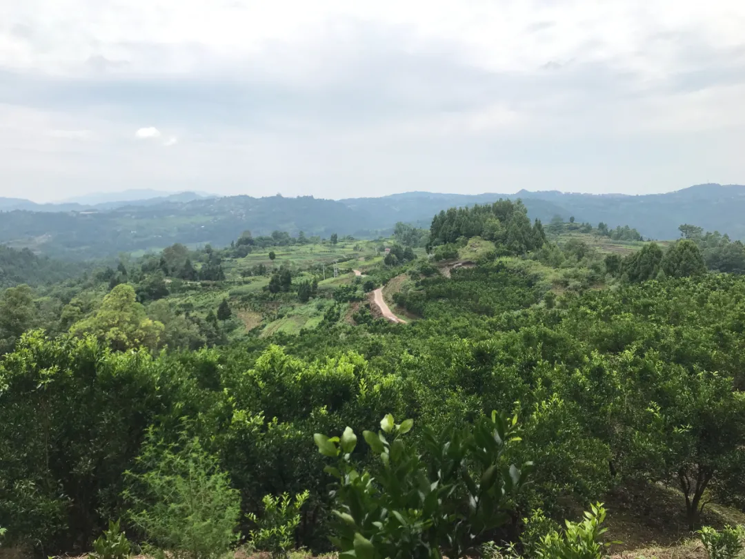 |风水寻地记，如玉盘之高山窝穴阴宅风水美地分享（多图）