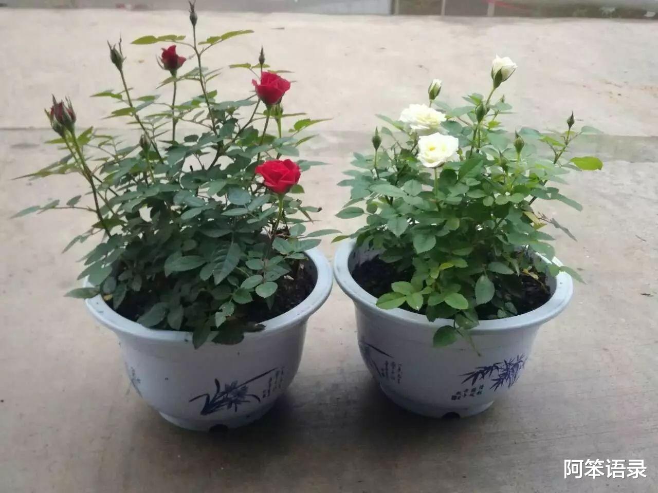 阿笨语录|晒晒我养得最好的3种花，养了五六年了，依旧很漂亮！