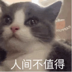 桉月|表情包：猫咪动图表情包 ???