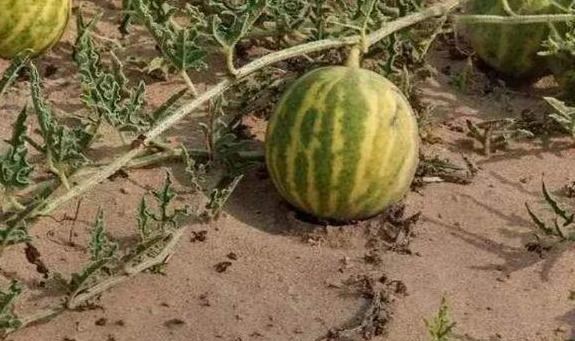 南锣鼓巷 为什么沙漠中“西瓜”不能摘?网友:这根本就不是西瓜