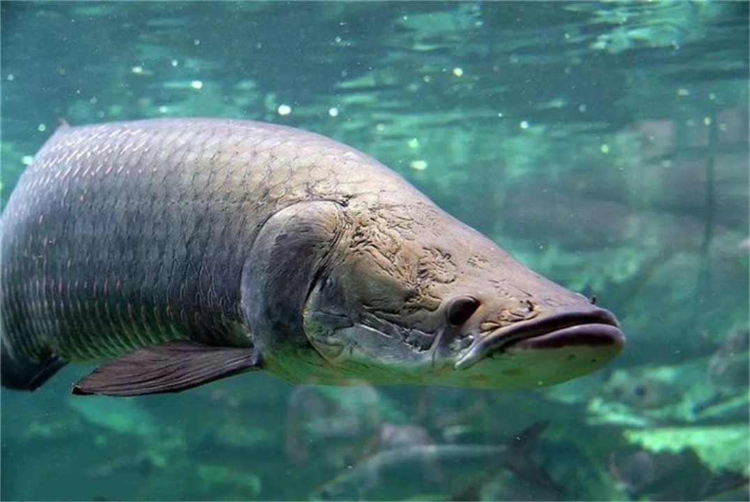 巨骨舌鱼 亚马逊河里的王者，把食人鱼当点心，却被人类用棒槌敲成保护动物