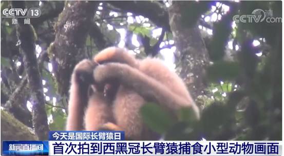 云南出现吃鼯鼠的长臂猿,它只吃肉不吃皮毛,这是在进化吗?
