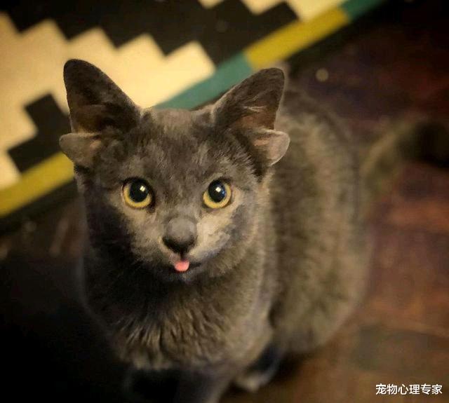 蓝猫因长了4个耳朵被抛弃,后遇好心女子收养,变成了一只网红喵