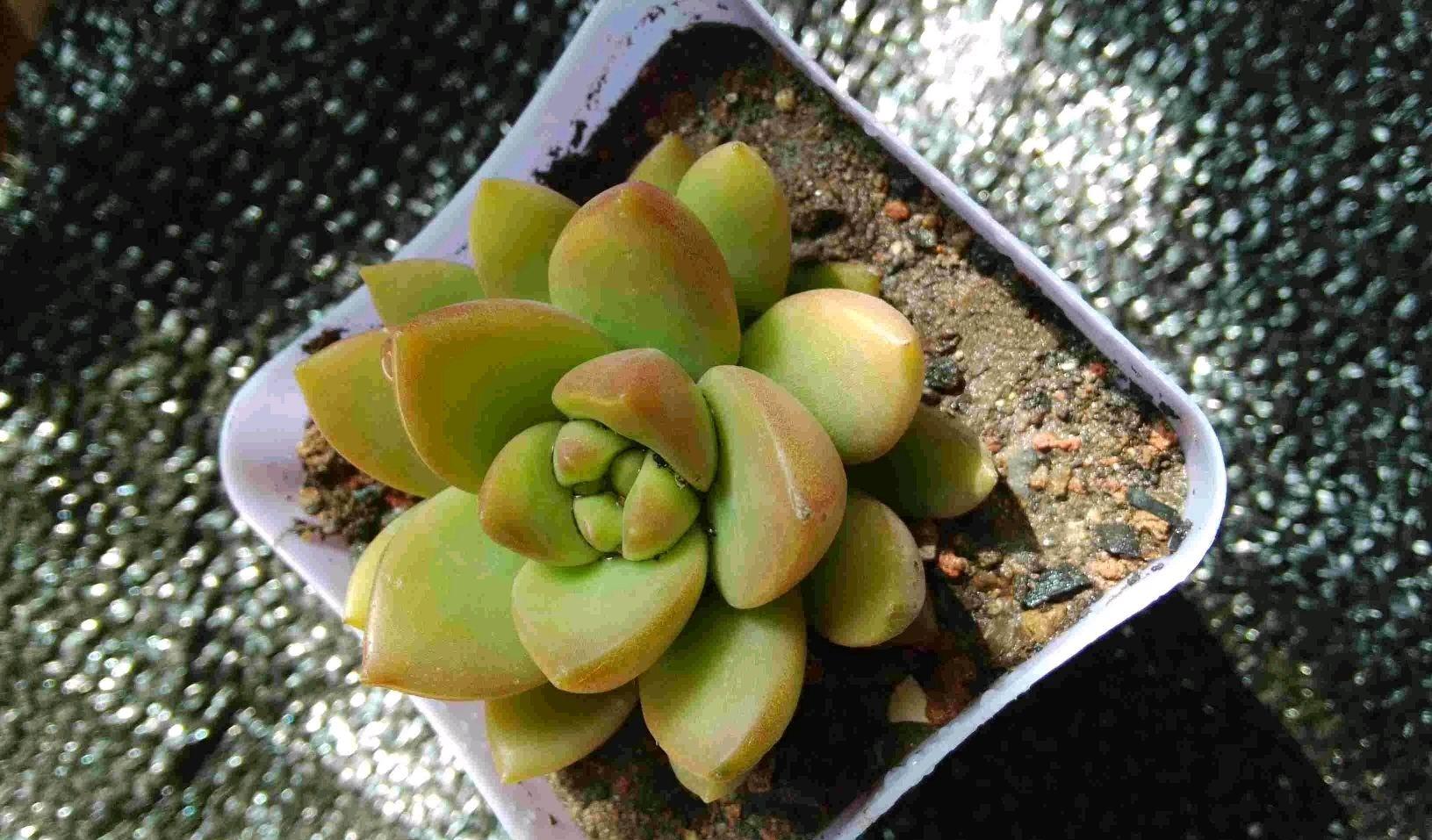 园艺印象|夏季选择一张合适的遮阳网，多肉度夏不慌张