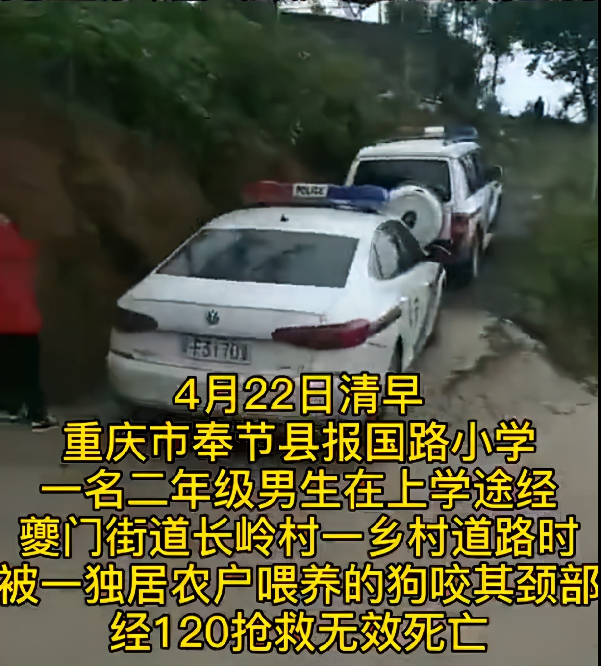 掌上社评 重庆一小学生上学途中，被狗咬中颈部不幸身亡，狗主人被控制