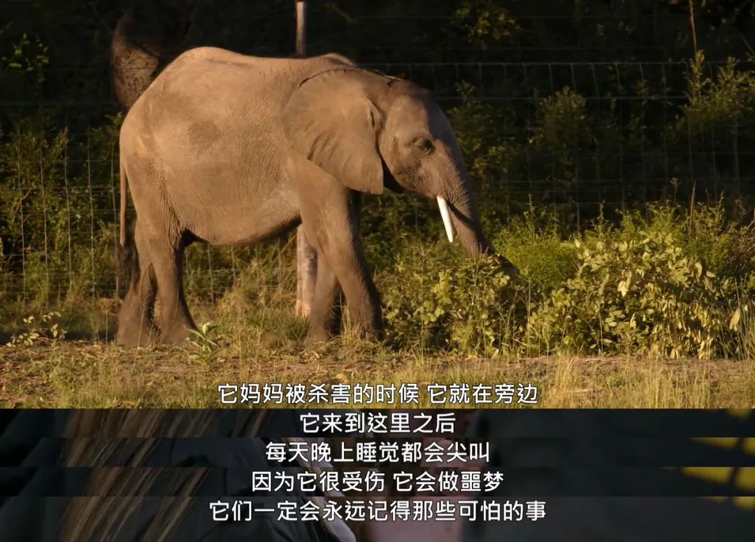 大象 触目惊心，不忍直视！9.3分顶流刷屏，对不起我夸不下嘴…