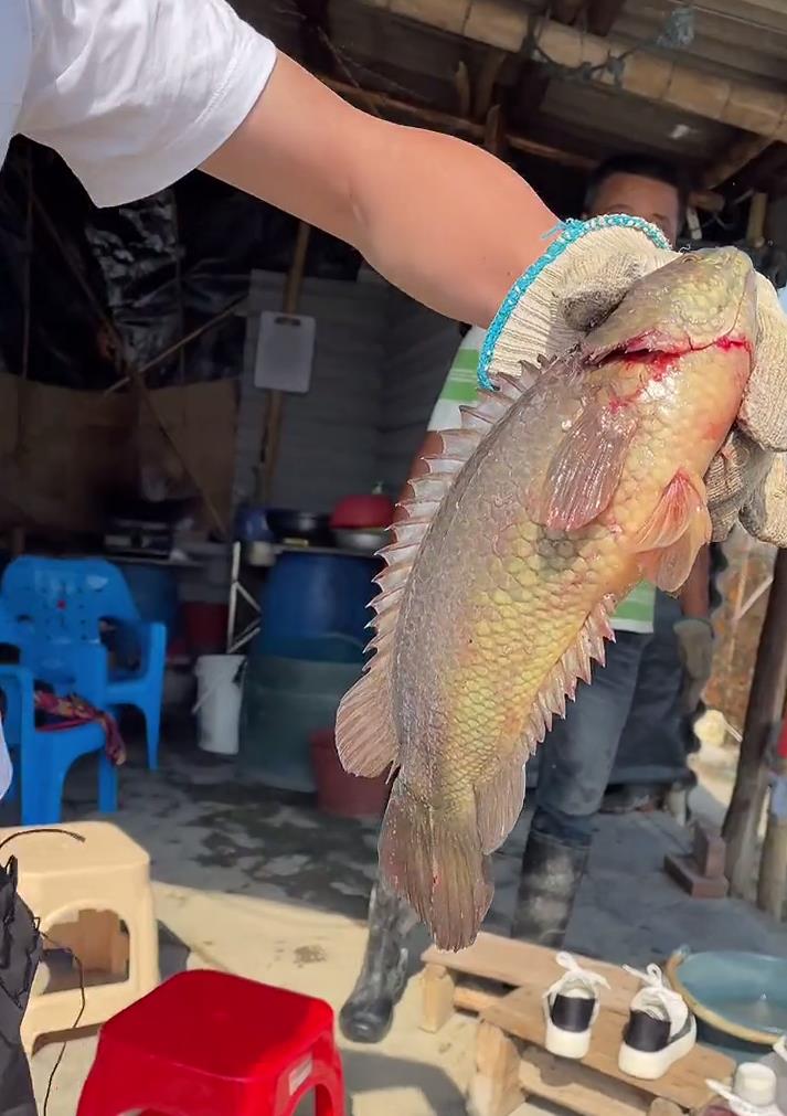 蟒蛇|广东钓鱼人钓起罕见“老黑鱼”,钓鱼人:老婆不敢杀,说像蟒蛇