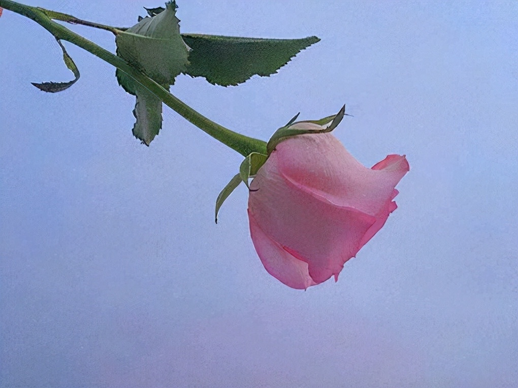 星座师安达|能成熟到摆平四方,也能快乐得像个孩子,狮子座的魅力,不简单