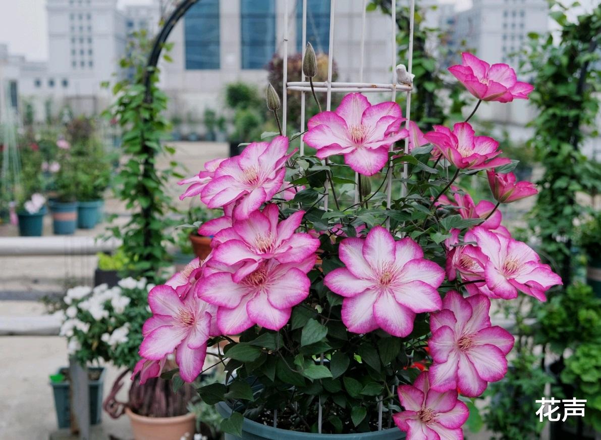 花声|铁线莲界的“仙女”—解放，自带仙气，丰花勤花，阳台盆栽也可以