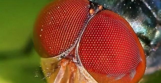 飞行界的王者：蜻蜓，科学家研究多年仍未完全搞清其奥秘