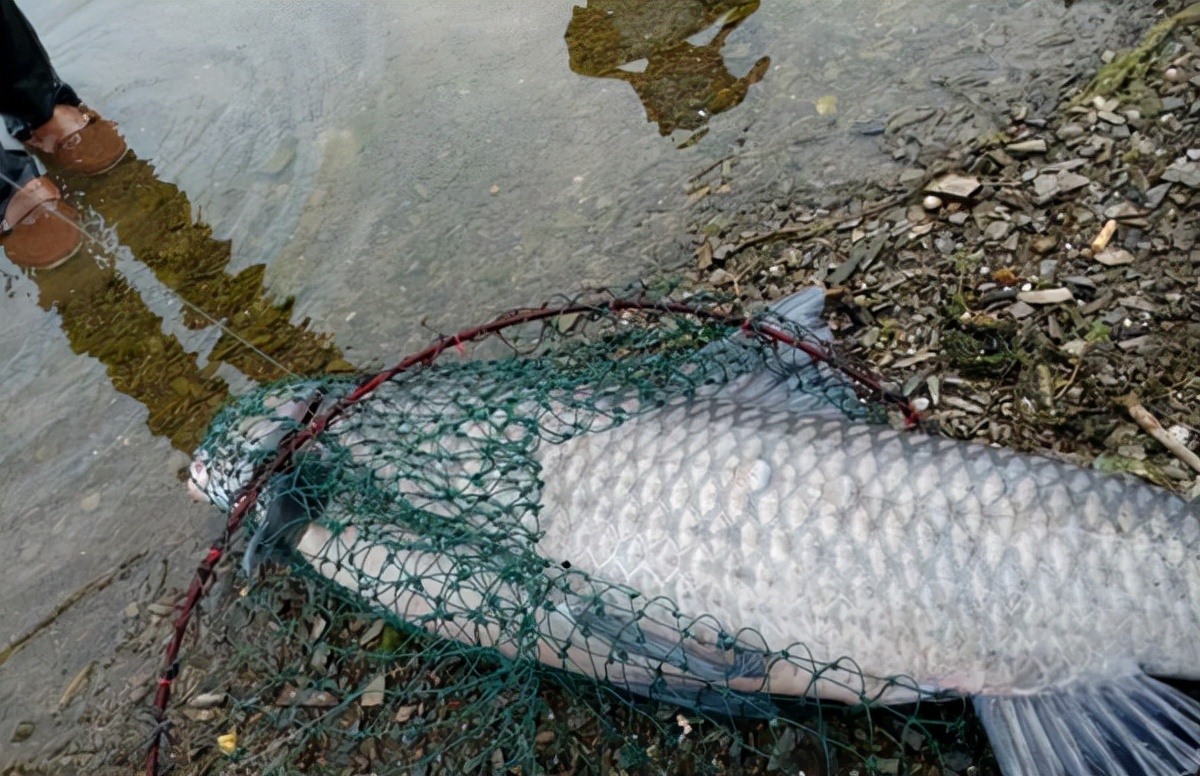 |解决这三个环节出现的问题，跑鱼，压根不存在
