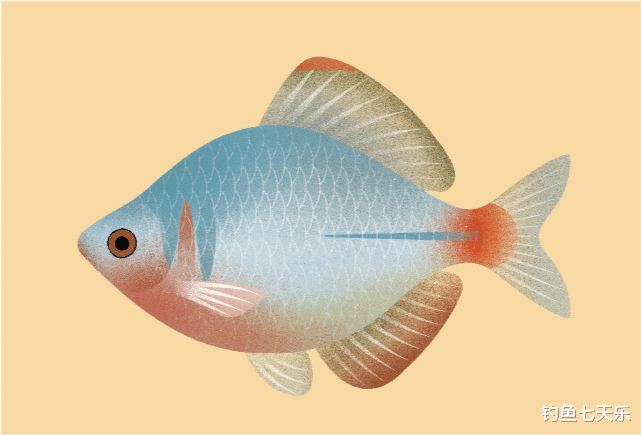 鳑鲏|又到了鳑鲏鱼“泛滥”的季节!钓鱼人讨厌它,却不知其浑身是宝