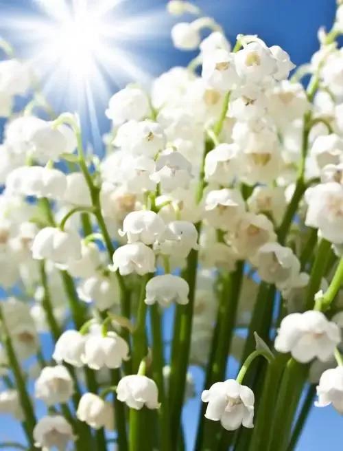 心语美文集|精致唯美的流行句子，每次阅读，都会令人元气满满