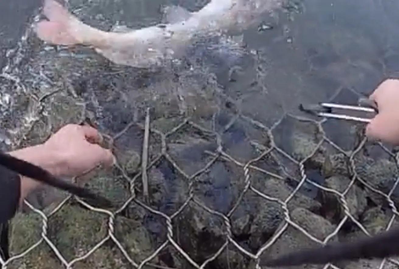 邕江|广西钓鱼人邕江钓起芝麻剑，吓得转身就放生了！求生欲望真强