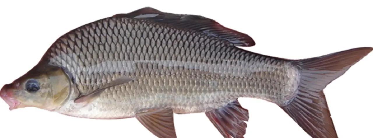 邕江|广西钓鱼人邕江钓起芝麻剑，吓得转身就放生了！求生欲望真强