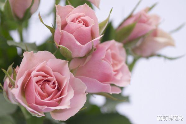 旧爱|灵签占卜：哪一朵玫瑰最漂亮？测出你目前的生活状态是怎样的