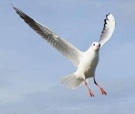 长白山天池 长白山天池是一个冷水湖，那里面真的会有水怪和大型生物吗？