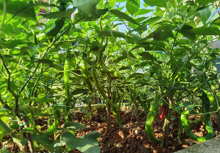 为这300㎡露台花园,毫不犹豫买了这房子,在城市屋顶过上田园生活