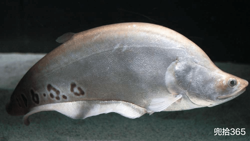 清江|广西一男子洛清江里钓“怪鱼”,不敢吃也不敢放,专家:随便支配