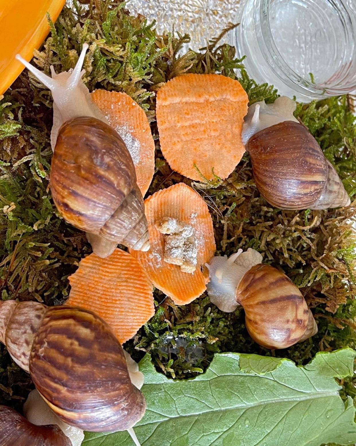 种上阳台|孩子回到家，看到家中来的新朋友“三只小蜗牛”！