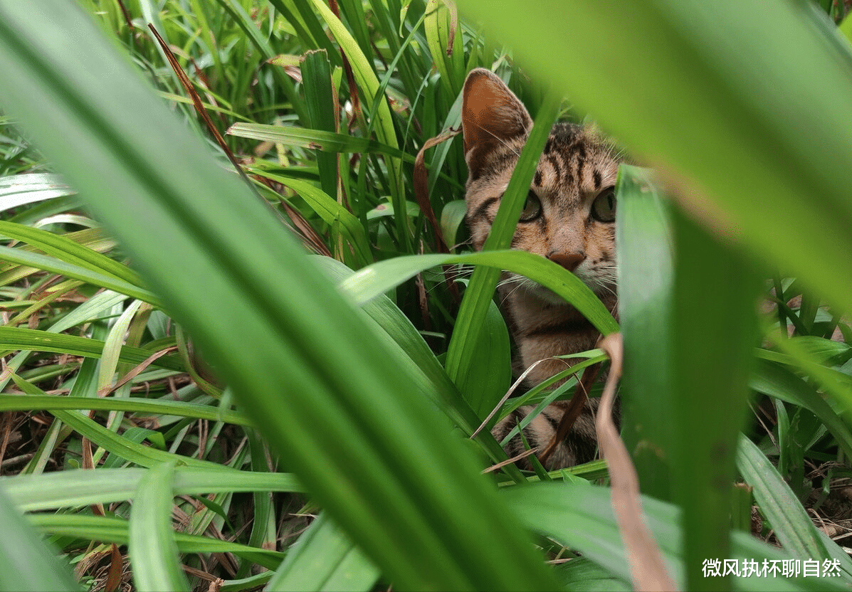 微风执杯聊自然|猫中霸王狸花猫，不吃白食爱自强，捕蛇灭鼠斗鹰，猛犬也要绕着走