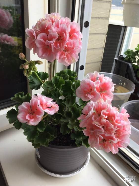 花声|天竺葵界的“公主”，颜值高，易栽培，阳台养一棵，四季有花看！