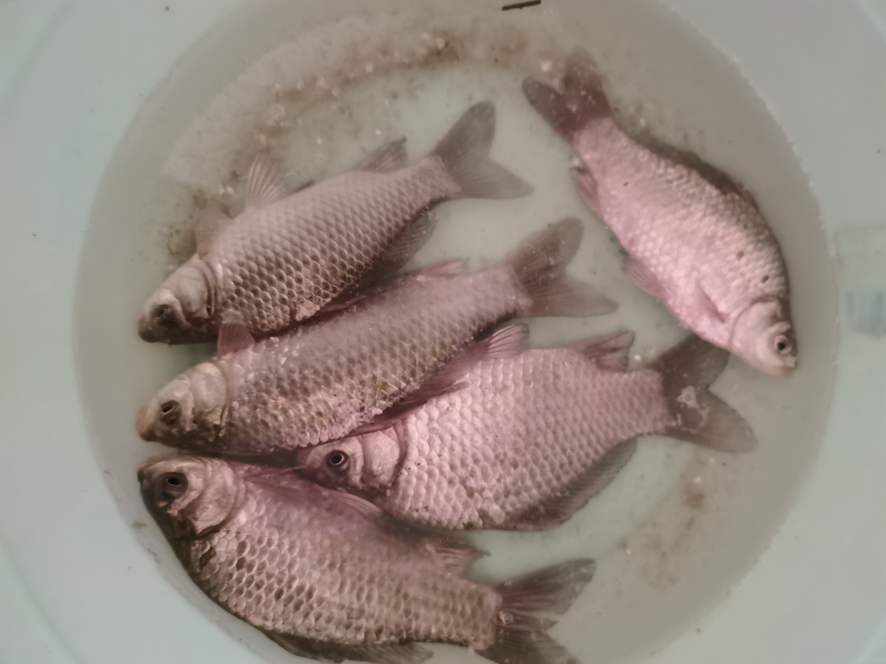 年货|小细节大作用，钩距小钓小鱼，钩距大钓大鱼，合理变化钓获多