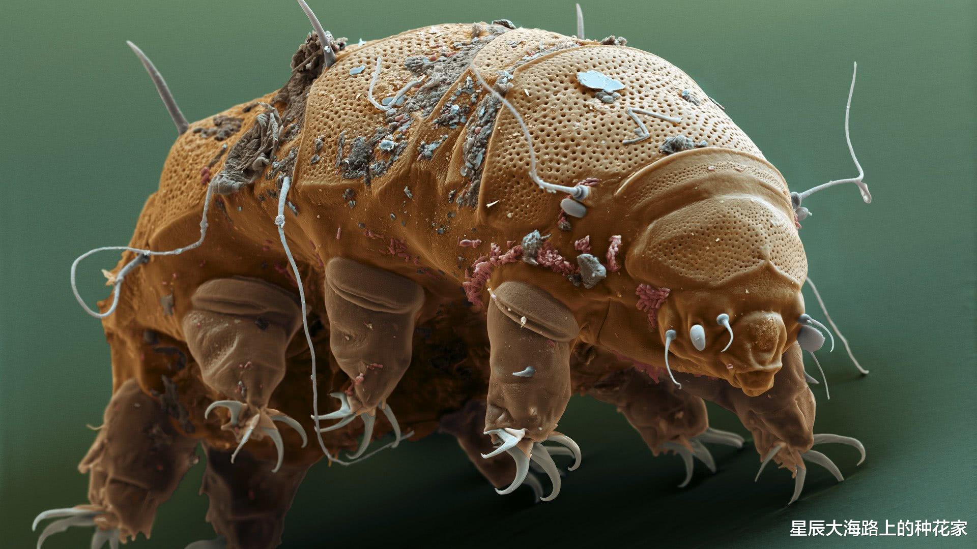 基因 地表最强生物现身琥珀：1600万年前陷入困境，它还活着吗？