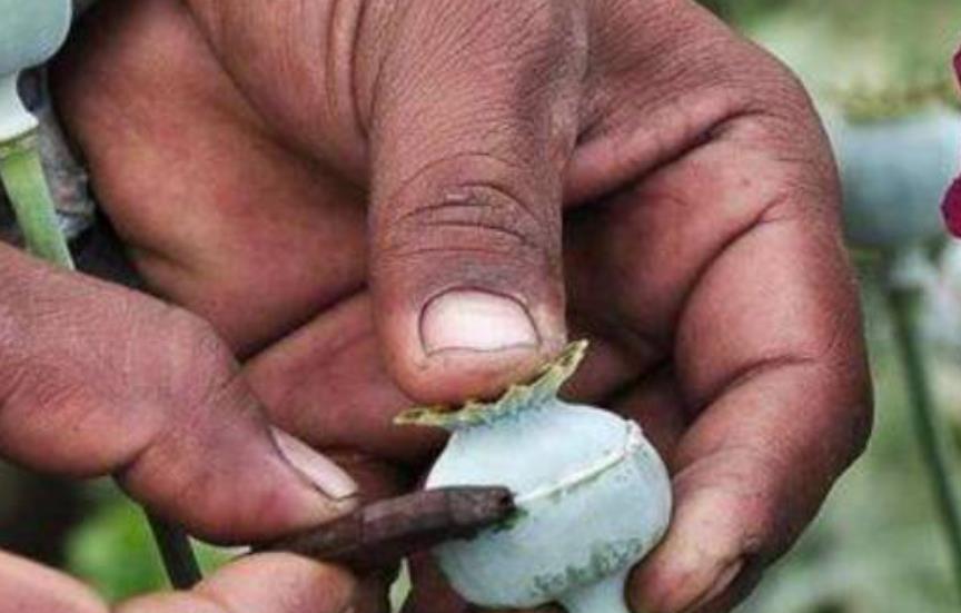 输女 真实的坤沙是什么样的？温文尔雅气度不凡，被捕后却无人敢处决