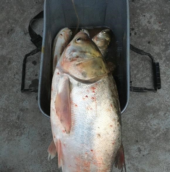 曲阜|热死的？山东曲阜河道出现许多死鱼，钓鱼人：可惜了，好多大鱼