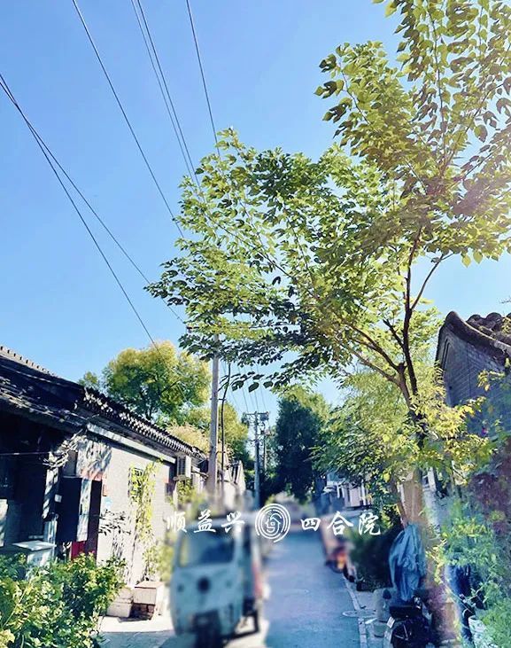 北京市|【北京新太仓四合院出售】可爱院落，爱的归宿